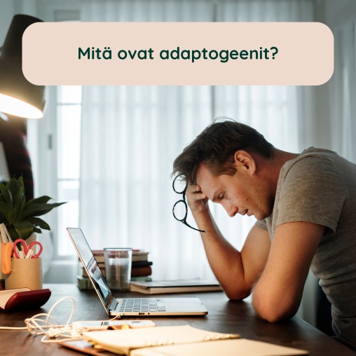 Mit ovat adaptogeenit?